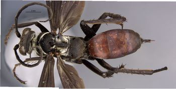 Media type: image;   Entomology 27136 Aspect: habitus dorsal view